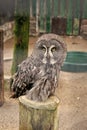 Save a bird, save yourself. Cute owl bird with large eyes and hawk beak. Owl bird perched in zoo cage. Prey bird of