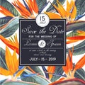 Wedding or party invitation template with tropical flowers - Strelitzia, South African plant, called crane flower or bird of parad