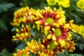 Save Download Preview Bouquet of yellow chrysanthemums on a white background. Yellow flowers on a white background. Flowerpot of