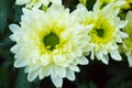 Save Download Preview Bouquet of yellow chrysanthemums on a white background. Yellow flowers on a white background. Flowerpot of