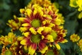 Save Download Preview Bouquet of yellow chrysanthemums on a white background. Yellow flowers on a white background. Flowerpot of