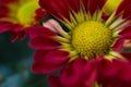 Save Download Preview Bouquet of yellow chrysanthemums on a white background. Yellow flowers on a white background. Flowerpot of