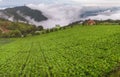 Save Download Preview cabbage nature mountain sky and fog phu tubberk thailand