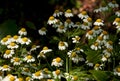 Save ecology chamomile flowers at the early morning with different kind of insects