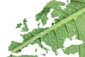 Europe maps with leaf plant Royalty Free Stock Photo