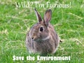 Save the Environment Message - Wild Rabbit