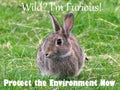 Save the Environment Message - Wild Rabbit