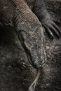 Komodo Dragon the Heaviest Lizards on Earth Royalty Free Stock Photo