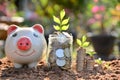 Save money with piggy bank and stack coin for growing your business and plant Royalty Free Stock Photo