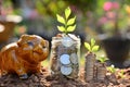 Save money with piggy bank and stack coin for growing your business and plant Royalty Free Stock Photo