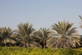 Save the old tree environment green planet Arabian date palm tree park garden blue sky Royalty Free Stock Photo