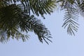 Save the tree environment green planet Arabian date palm tree park garden blue sky