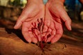 Save planet. Cut tree trunk with a new plant  person taking care of it. Royalty Free Stock Photo