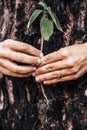 Save the planet earth - no deforestation concept - life after wood fire burn - human hands. holding a little new treenear a burned Royalty Free Stock Photo