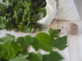 Save the summer.The season of collecting young leaves of black currant for drying and use as tea. Fresh and dried leaves of Royalty Free Stock Photo