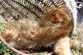 We are saved from the heat in the hot season: a red cat, sticking out his tongue, hid in an old basket, close-up, shadow from Royalty Free Stock Photo