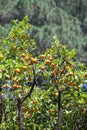 Savello park.Rome. Italy. Orange trees Royalty Free Stock Photo