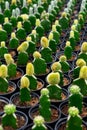 Repetition of cactus Royalty Free Stock Photo