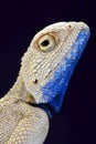 Savigny's agama (Trapelus savignii)