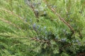 Savin juniper Juniperus sabina, bluish-black berries Royalty Free Stock Photo