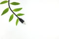 Saving electricity and green alternative energy concept. Electric plug cord with green leaves. Royalty Free Stock Photo