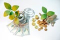 Saving money concept. Plant growing out of coins Royalty Free Stock Photo