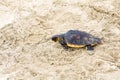 Saving turtle