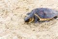 Saving turtle