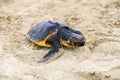 Saving turtle
