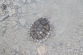 Saving turtle that was on the road putting it in water, in national Park in New South Wales Australia