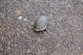 Saving turtle that was on the road putting it in water, in national Park in New South Wales Australia Royalty Free Stock Photo