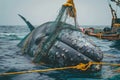 Saving a Big Whale from a Net, Rescue Mission Royalty Free Stock Photo