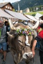 Close up of a decorated prize steer in the Swiss Alps