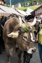 Close up of a decorated prize steer in the Swiss Alps