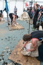 Sheep farmers shearing their sheep Royalty Free Stock Photo