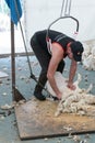 Sheep farmers shearing their sheep Royalty Free Stock Photo