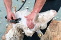 Sheep farmers shearing their sheep Royalty Free Stock Photo