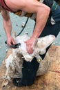 Sheep farmers shearing their sheep Royalty Free Stock Photo