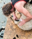 Close up view of a shepherd shearing his sheep