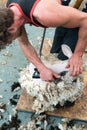 Close up view of a shepherd shearing his sheep