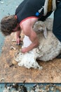 Detailed view of sheep farmer shearing sheep for their wool Royalty Free Stock Photo