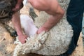 Detailed view of sheep farmer shearing sheep for their wool Royalty Free Stock Photo