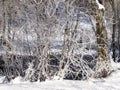 Savognin, Snow and frost with needles due to intense cold