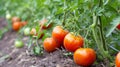 Savor the Bounty: Captivating the Abundance of Organic Tomatoes in a Frame