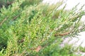 Savory juniper (Juniperus sabina). Royalty Free Stock Photo
