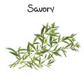 Savory sprigs