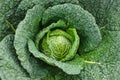 Savoy cabbage Royalty Free Stock Photo