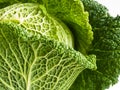 Savoy Cabbage