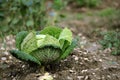 Savoy cabbage