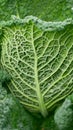 Savoy cabbage vegetable bio detail leaves field leaf heads Brassica oleracea sabauda close-up land root crop farm Royalty Free Stock Photo